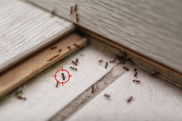 Best Cockroach Control Services  in South Lebanon, OH