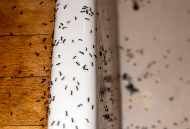 Best Wildlife Control Services  in South Lebanon, OH