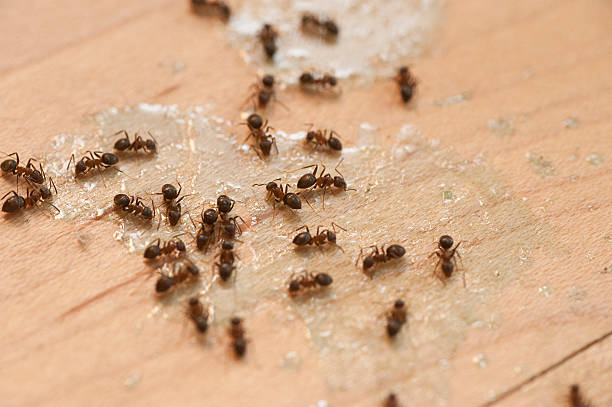 Best Local Pest Control Services  in South Lebanon, OH