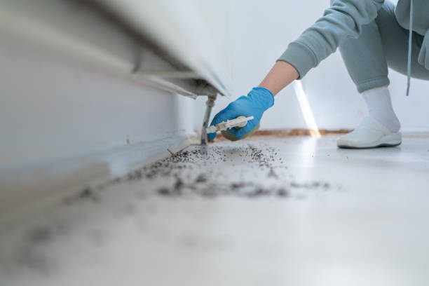 Best Insect Control  in South Lebanon, OH